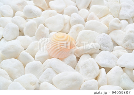 貝殻 貝殻 94059307