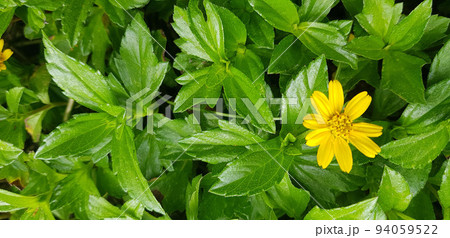 Indian Daisy or Indian summer or Rudbeckia hirta or Black-Eyed Susan or Bay Biscayne creeping-oxeye or Sphagneticola trilobata 94059522