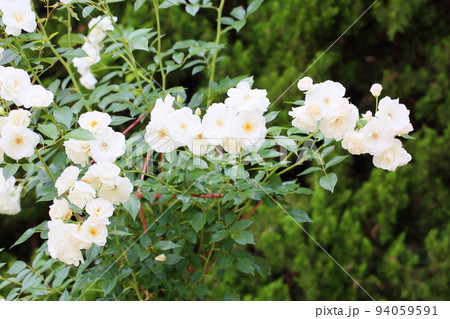 バラの花　アイスバーグ 94059591