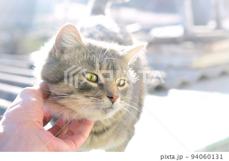 A young gray cat enjoys the way his neck is scratched. A human hand strokes the neck of a pet 94060131