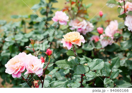 バラの花 ディスタントドラムス バラの花 ディスタントドラムス 94060166