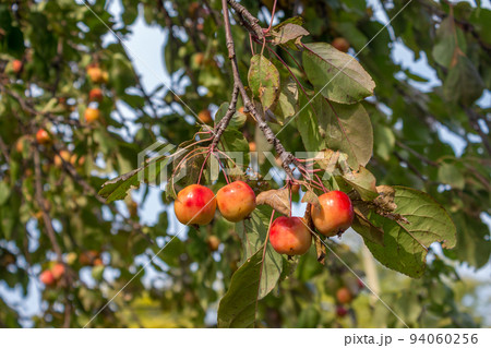 Crab apple tree for colour and form in garden. Red apple Fruits, also known as red Christmas apple, close up Crab apple tree for colour and form in garden. Red apple Fruits, also known as red Christmas apple, close up 94060256