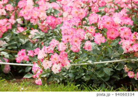 バラの花 花霞 バラの花 花霞 94060334