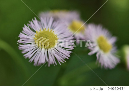 ハルジオン?? 94060434