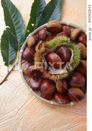 毬栗 スタジオ撮影 毬栗 スタジオ撮影 94060843