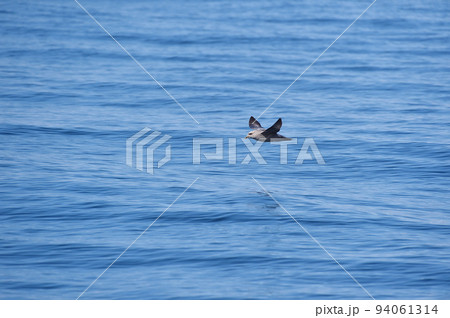 知床の海面近くを飛ぶフルマカモメ(北海道・羅臼沖) 知床の海面近くを飛ぶフルマカモメ(北海道・羅臼沖) 94061314