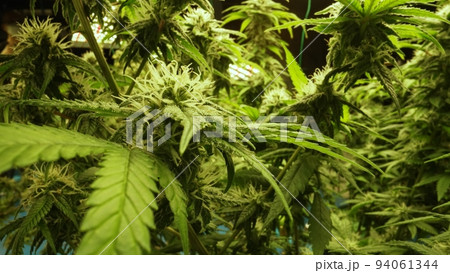 Cannabis plant in curative cannabis weed farm for medical cannabis product Cannabis plant in curative cannabis weed farm for medical cannabis product 94061344