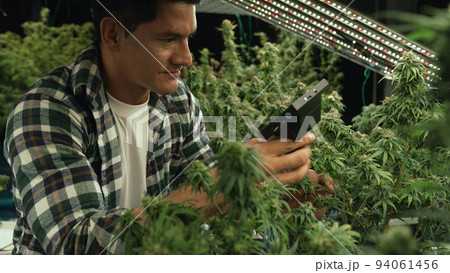 Cannabis farmer use microscope to analyze CBD in curative cannabis farm Cannabis farmer use microscope to analyze CBD in curative cannabis farm 94061456