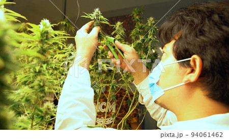 Cannabis farmer cutting cannabis plant in curative indoor cannabis farm 94061462