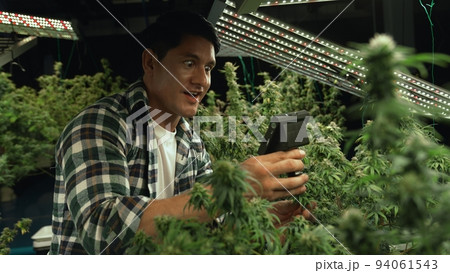 Cannabis farmer use microscope to analyze CBD in curative cannabis farm Cannabis farmer use microscope to analyze CBD in curative cannabis farm 94061543