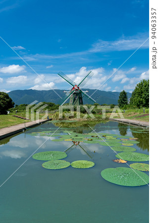 岐阜県海津市 絶滅危惧種のオニバスが咲く池と風車が美しい夏のアクアワールド水郷パークセンター 岐阜県海津市 絶滅危惧種のオニバスが咲く池と風車が美しい夏のアクアワールド水郷パークセンター 94063357