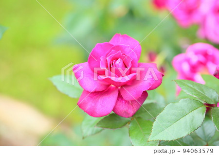 薔薇の花　イントゥリーグ 94063579