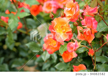 バラの花 プリンセスミチコ バラの花 プリンセスミチコ 94063582