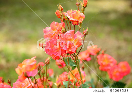 バラの花 プリンセスミチコ バラの花 プリンセスミチコ 94063583