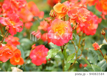 バラの花 プリンセスミチコ バラの花 プリンセスミチコ 94063584