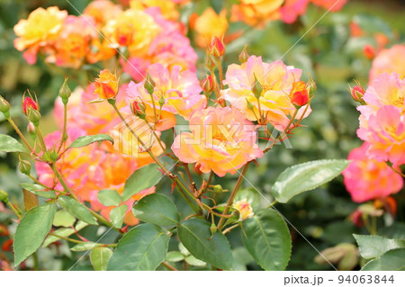 バラの花 スブニールドゥアンネフランク バラの花 スブニールドゥアンネフランク 94063844