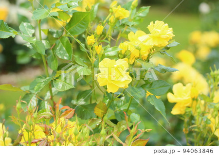 バラの花　フリージア 94063846