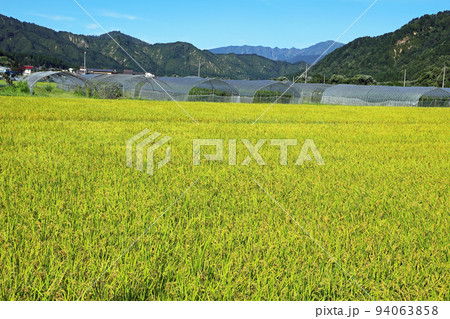 黄色味を増した田んぼと浅草岳から鬼ヶ面山の稜線　福島県只見町 94063858