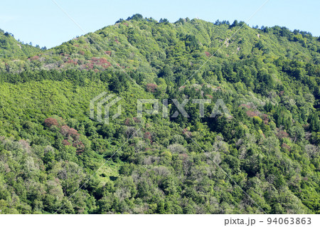 秋の爼倉山の緑と黄緑の樹林とナラ枯れの被害ー亀岡橋から　福島県只見町 94063863