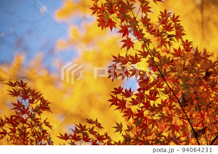 紅葉したモミジ　清水谷公園　東京都千代田区 94064231