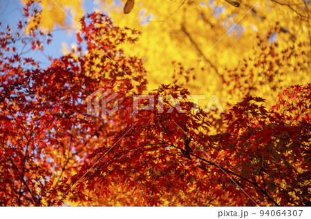 紅葉したモミジ　清水谷公園　東京都千代田区 94064307