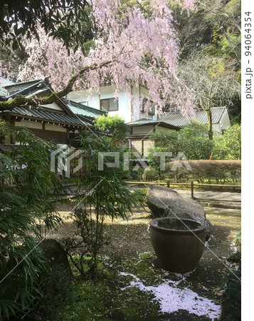 春らんまんの箱根湯本早雲寺に咲く枝垂れ桜と降り積もった花びら 94064354