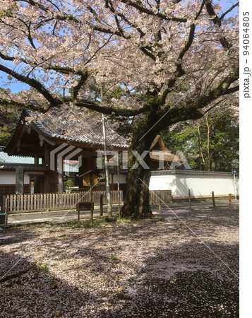 雨上がり、春らんまんの箱根湯本早雲寺の境内に咲く桜と山門、降り積もる花びら 雨上がり、春らんまんの箱根湯本早雲寺の境内に咲く桜と山門、降り積もる花びら 94064805