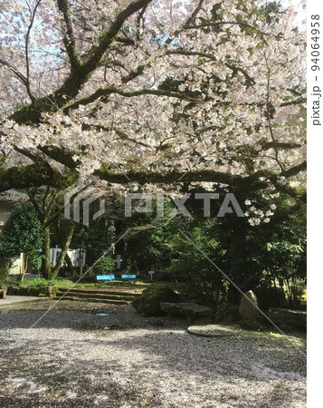 雨上がり、春らんまんの箱根湯本早雲寺の境内に咲く桜と降り積もる花びら 94064958