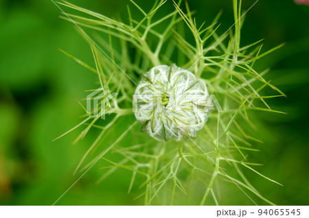 咲き始めたニゲラのつぼみ 咲き始めたニゲラのつぼみ 94065545