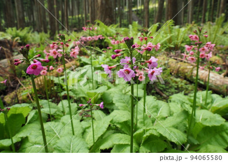 クリンソウの花 クリンソウの花 94065580