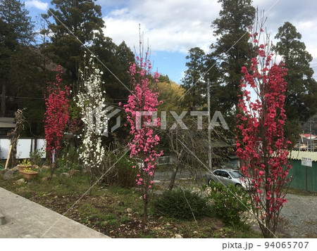 春らんまん、小田原入生田の長興山紹太寺にある鮮やかな花花をつける桃の木木 94065707