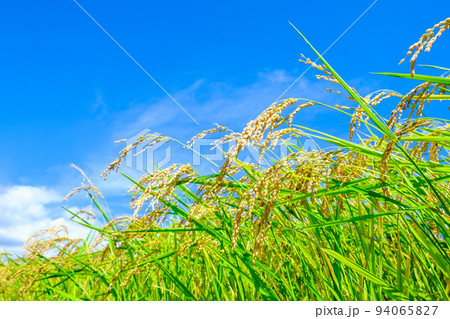 秋の稲 94065827