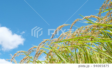 秋の稲 94065875