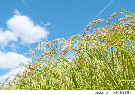 秋の稲 94065890
