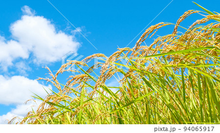 秋の稲 秋の稲 94065917