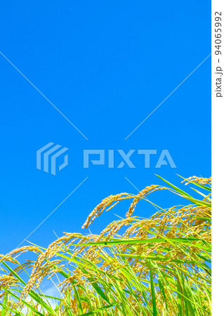 秋の稲 94065992