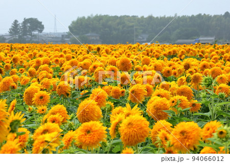 茨城県筑西市宮山地区ふるさとふれあい公園近く　あけのひまわりフェスティバル会場の一面の八重向日葵 94066012