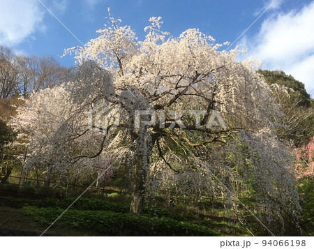 春らんまん、小田原入生田の長興山紹太寺奥の山の斜面に植わっている枝を伸び伸びと広げた枝垂れ桜 春らんまん、小田原入生田の長興山紹太寺奥の山の斜面に植わっている枝を伸び伸びと広げた枝垂れ桜 94066198
