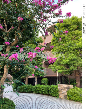 サルスベリの花が咲くマンションアプローチ サルスベリの花が咲くマンションアプローチ 94066216