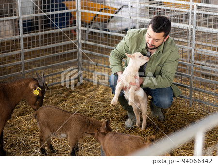 Farmer squatting with goatling in shed 94066842