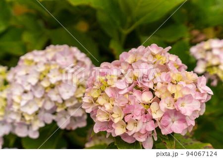 淡いピンク色の紫陽花 淡いピンク色の紫陽花 94067124