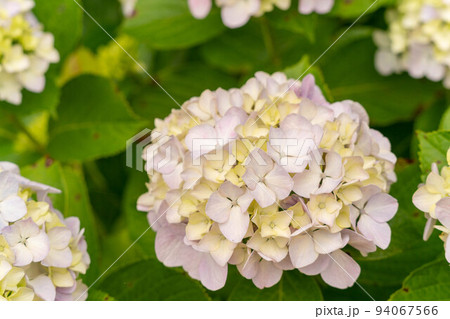 淡い青色の紫陽花 94067566