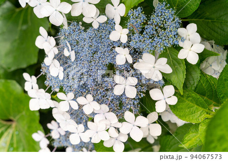 青いガクアジサイ 94067573