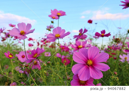 穏やかな秋の日そよ風に揺れる花　コスモス畑　栃木 94067882