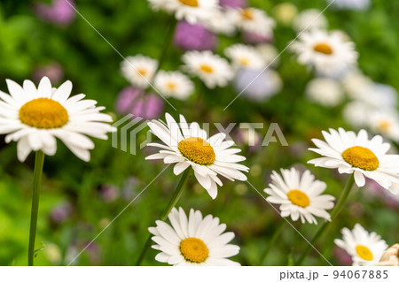 マーガレットと紫陽花 94067885