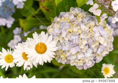 マーガレットと紫陽花 94067888