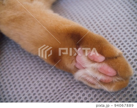 ピンクの猫の肉球のアップ ピンクの猫の肉球のアップ 94067889