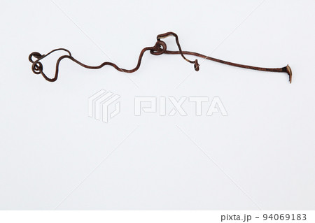 枯れたつる草が、なんとも不思議な造形美を残していってくれた・生命の不思議に感謝 ! 94069183