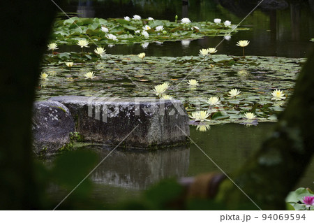 平安神宮　神苑　睡蓮 94069594
