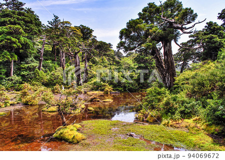 小花之江河高層湿原 世界自然遺産屋久島(夏 小花之江河高層湿原 世界自然遺産屋久島(夏 94069672